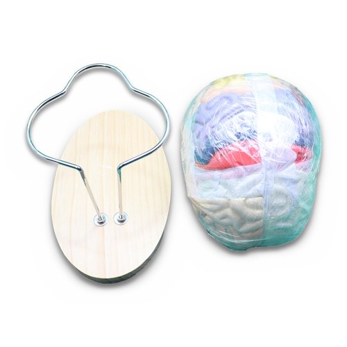 Vevor anatomical brain model - brain,