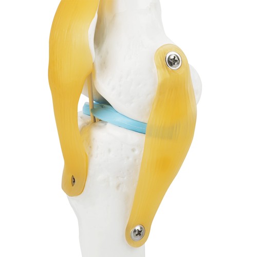 Life size human - life, knee