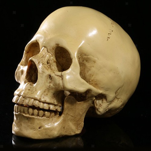 Human skull replica resin - skull,
