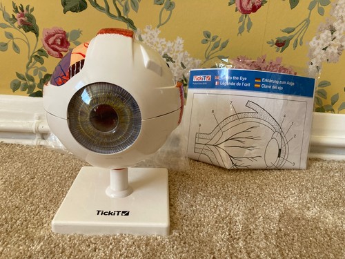 Tickit human eye model - tickit,
