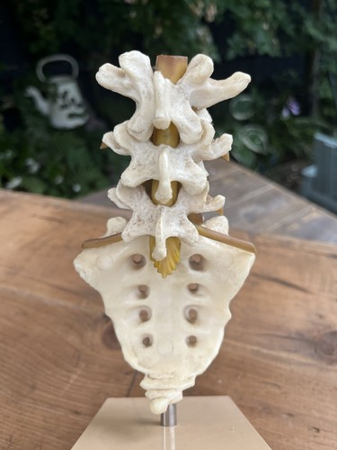 Vintage anatomical life size - anatomical,