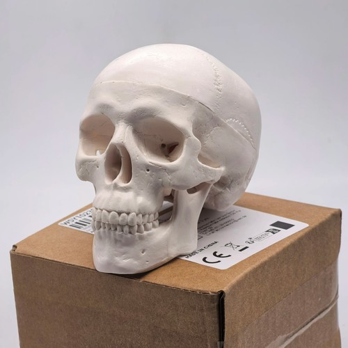 Human skull replica - human,