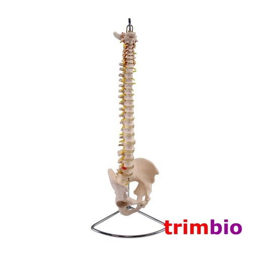 Life size spine model - size,