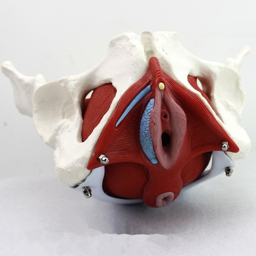 Medical anatomical female - anatomical,