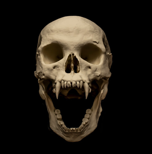 Vampire skull replica life - skull,