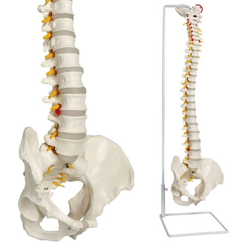 Evotech spinal model life - model,,