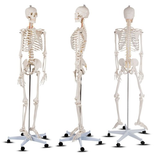 180cm life size - size, skeleton