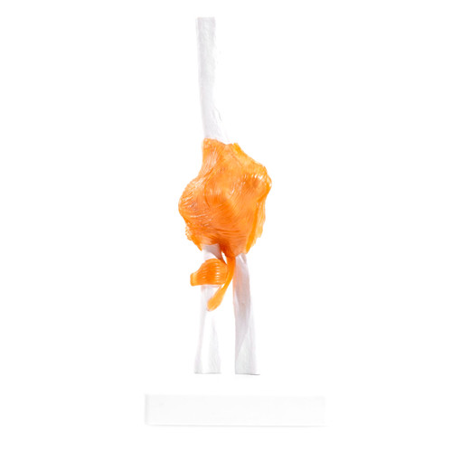 Miirr human elbow joint - human, model