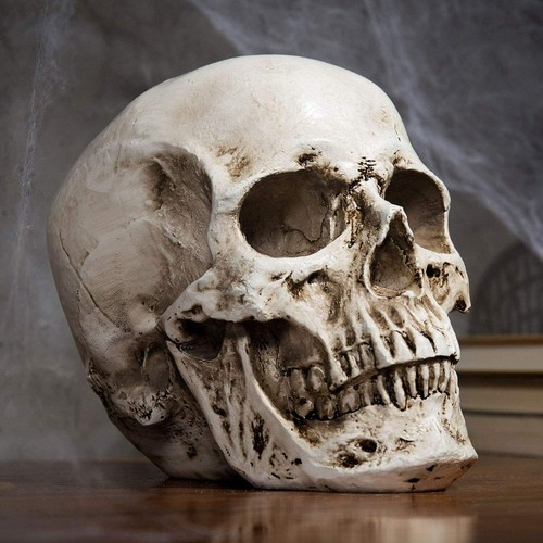 Anatomical medical human skull - anatomical,