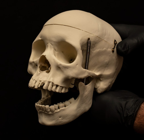 Life size human skull replica - life,