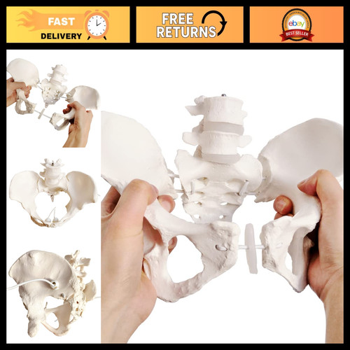 Life size flexible - size,