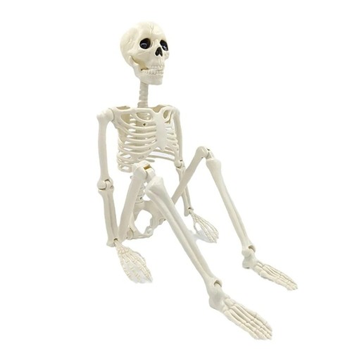 Giant life size human skeleton - giant,