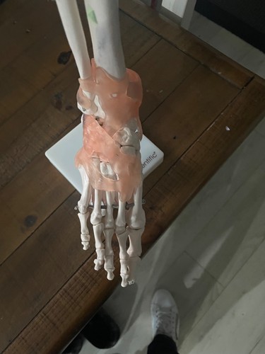 Life size foot structure - size,