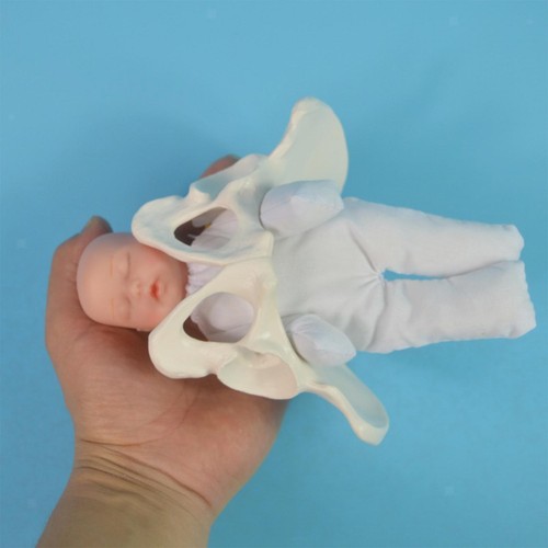 Life size female pelvis model - size,