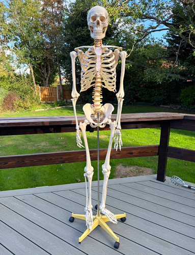 Human skeleton model - skeleton,