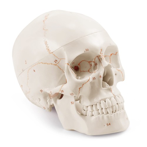 Upgraded life size human - upgraded, head
