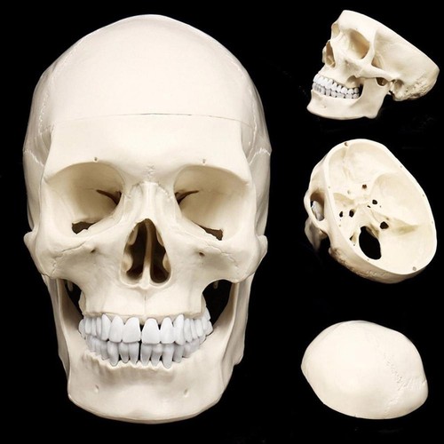 Life size human anatomical - life,
