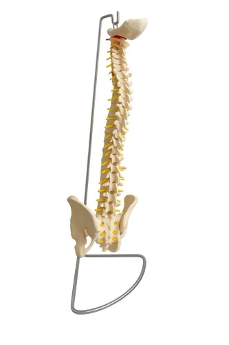 Vintage life size anatomical - life-size,