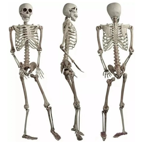 165cm life size human skeleton - 165cm,