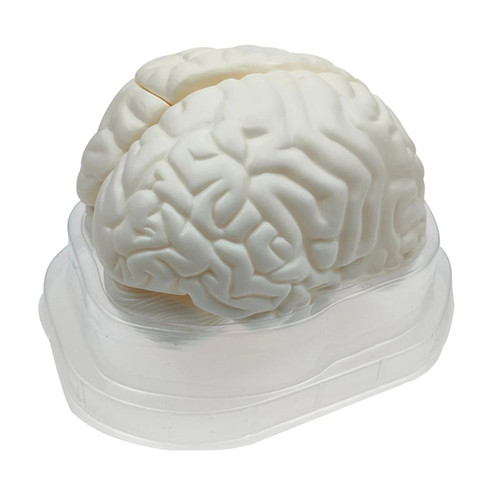 Life size human brain model - life,
