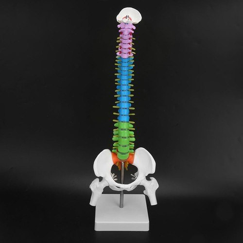 New colored life size - new, flexible