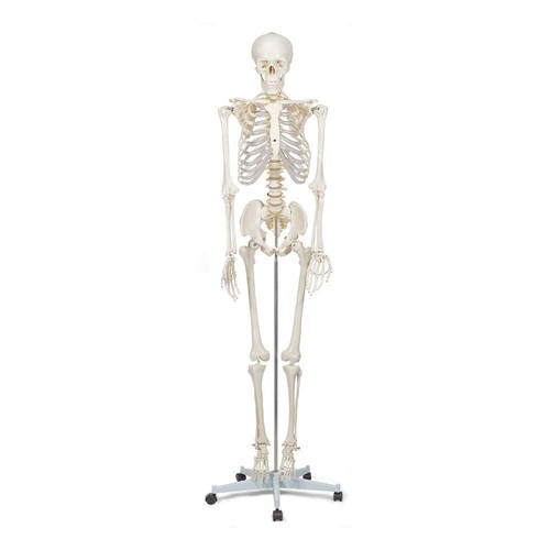 Life size human skeleton - life,