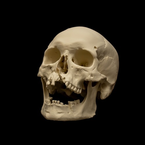 Replica human skull life size - life,