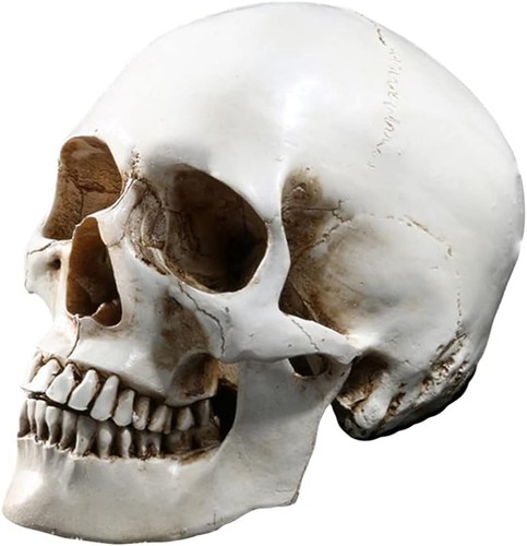 Halloween life size human - halloween,