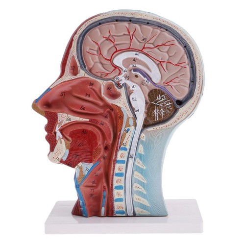 Life size human anatomical - life,