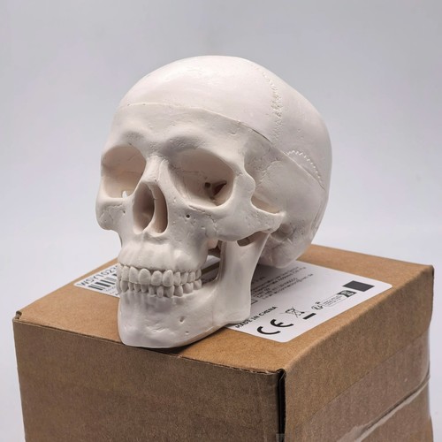 Human skull replica resin - uk,