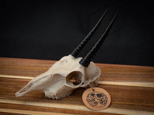 Life size oribi skull replica - life,