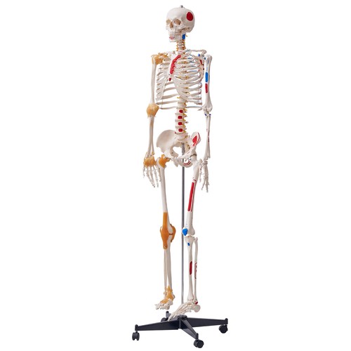 Uimoso human skeleton - human,