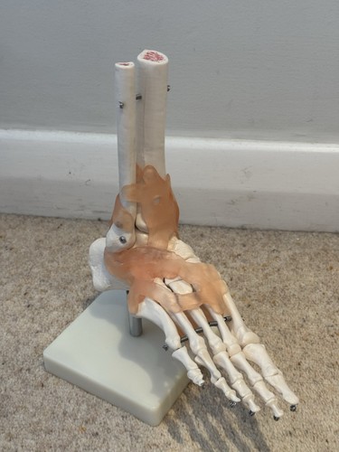 Life sized anatomical foot - sized,