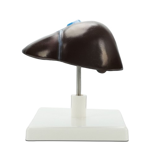 Life size pvc - life, human