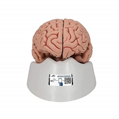 Scientific anatomical brain - scientific,