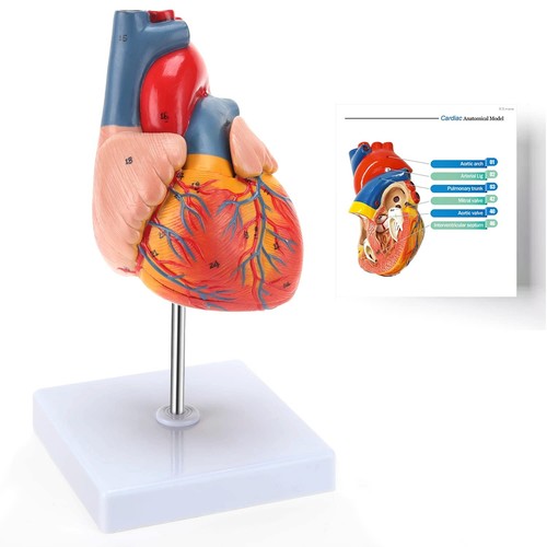 Ronten life size human heart - human,