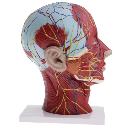 Life size human head - size, &