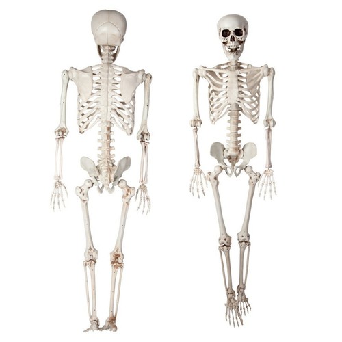 165cm tall human skeleton - 165cm,