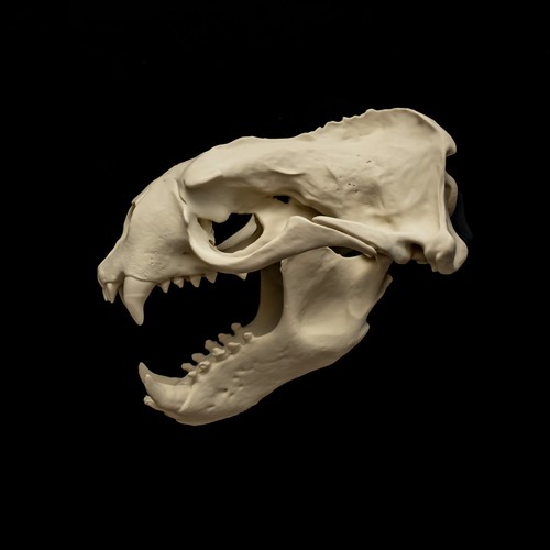 Sea lion skull - skull, replica