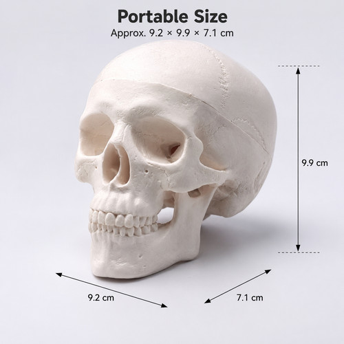 Human skull replica resin - uk,