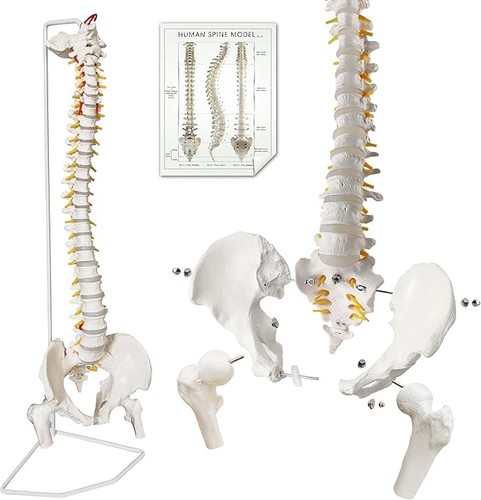 Spine model inch life - 34.6,