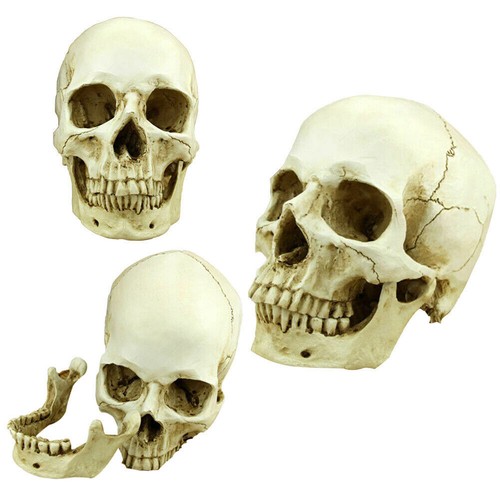 Medical anatomical human skull - anatomical,