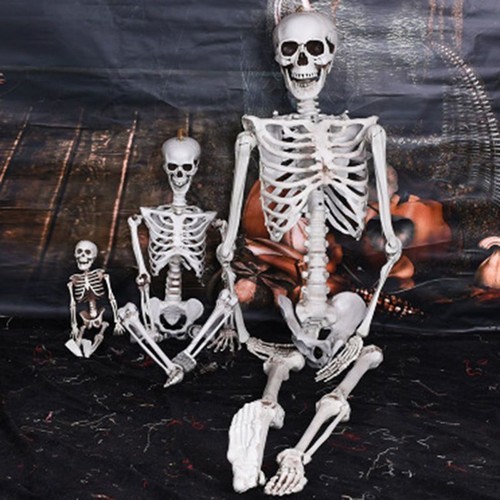 Full life size human skeleton - full,