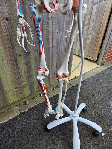 Life size human skeleton - life-size,