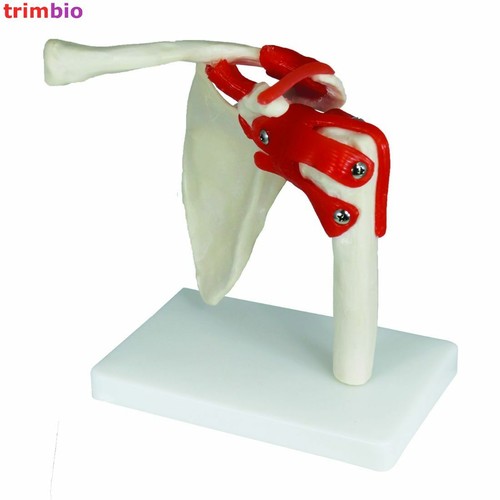Life size shoulder - life,