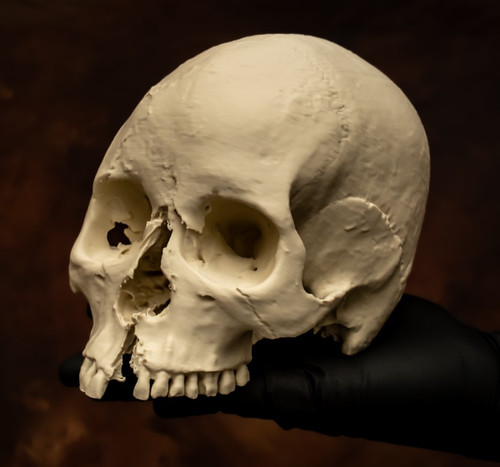 Human skull replica life - human,