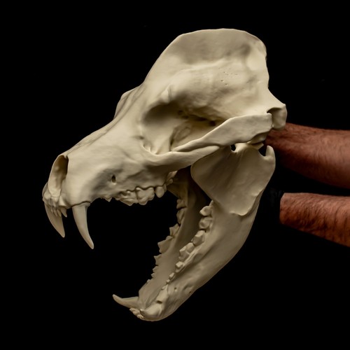 Amphicyon skull replica - skull,