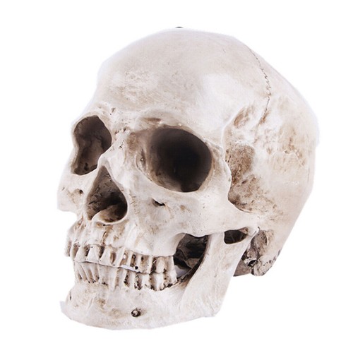 Life size human skull - life, model
