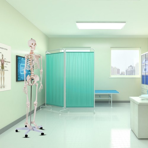 Life size human skeleton model - size,