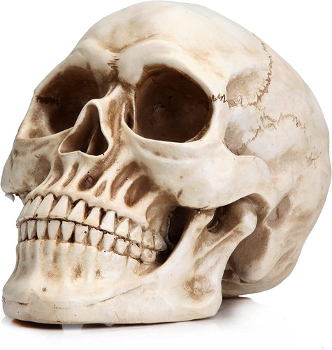 Life size skeleton - skeleton, replica